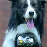 Border Collie ‘Pho-dog-rapher’ Snaps Pics with Heartbeat-Activated Camera