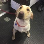 Dog Belonging to Missing Texas Family Found Alive in Tree