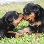 How to Prevent Your Dog from Getting the H3N2 Dog Flu