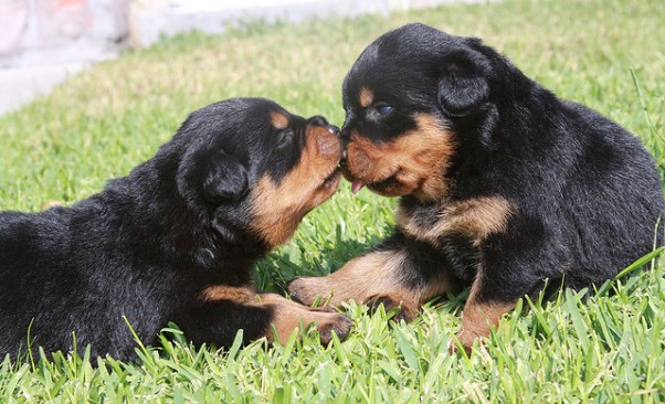 rottweiler puppies kissing