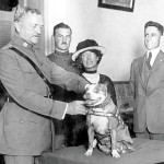 15 Fascinating Facts About Sgt. Stubby, the Most Decorated US Military Dog