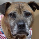 R.I.P. Ray, Vick Dog Who Became Vicktory Dog