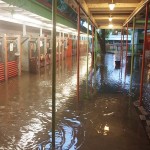 How to Help Animal Shelters and Rescues Affected by Texas Floods