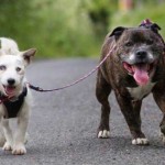 Blind Jack Russell Terrier and Seeing-Eye Staffie in Loving New Forever Home