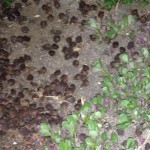 San Diego Man Covers Lawn with Chocolate Chips to Keep Dogs Away