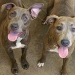 Georgia Shelter Kills Dozens of Dogs with Respiratory Symptoms