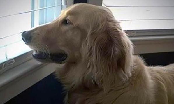 Colby dog died in Petco drying cage