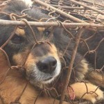 Chinese Woman Buys 100 Pups Headed for Yulin Dog Meat Festival