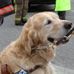 Guide Dog Who Saved Mom from Being Hit by Bus Is ASPCA Dog of the Year