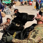 Congress Votes to Return Military Dogs to US and Reunite Them with Handlers
