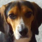 Virginia Man Tries to Rehome Dog(-Disliking Girlfriend) on Craigslist