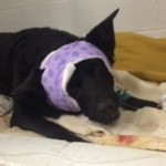 Chicago Police Save Life of Dog Shot in Domestic Dispute