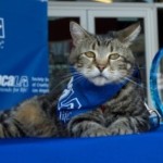 What the What? Cat Wins spcaLA 2015 Hero Dog Award