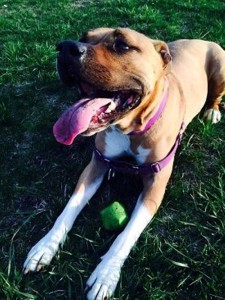 sweet dee rescued pit bull saved owner's life