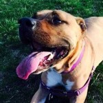 Rescued Pit Bull Rescues Unresponsive Dog Dad