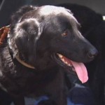 Rescued Black Lab Saves Dog Dad from Texas Flood