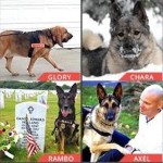 Vote for Your Favorite 2015 AHA Hero Dog Awards Finalists