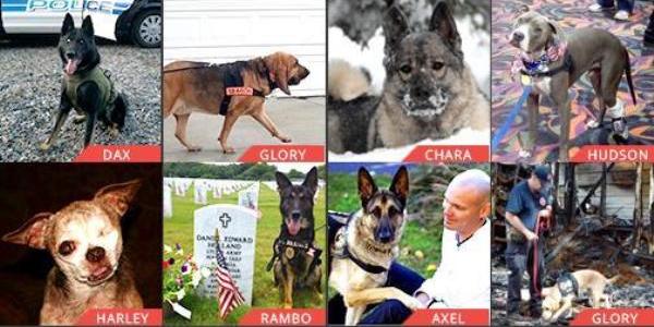 AHA Hero Dog Awards