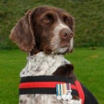 RIP Buster, Bomb-Sniffing Dog Who Saved a Thousand Lives