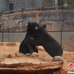 After 2 Years, Man Realizes His Dogs Are Actually Asian Black Bears