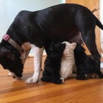 Rescued Pit Bull Mama Nurses Orphaned Poodle Puppies