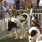 Monkeys Riding Dogs? Cruel, Not Cute