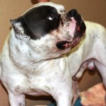 Over $14,000 Raised to Help Friendly Dog Shot in Face
