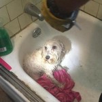 Firefighters Save Poodle with Paw Stuck in Bathtub Drain