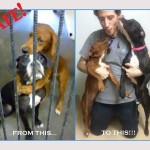 ‘Hugging’ Shelter Dogs Rescued Together Hours Before Being Euthanized