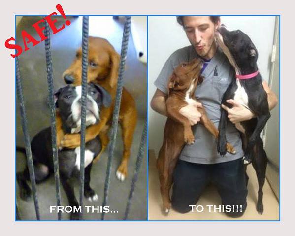hugging shelter dogs adopted