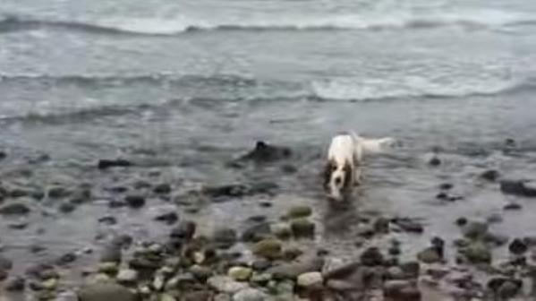 Leia dog saves stranded baby dolphin