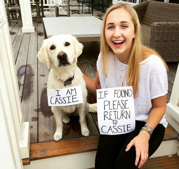 Lost4Dogs Fourth of July campaign Cassie