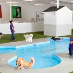 New York’s JFK Airport to Become Really Dog Friendly Next Year