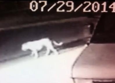 pit bull mistaken for mountain lion in norwalk