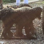 Three Poodles Survive Illinois House Explosion