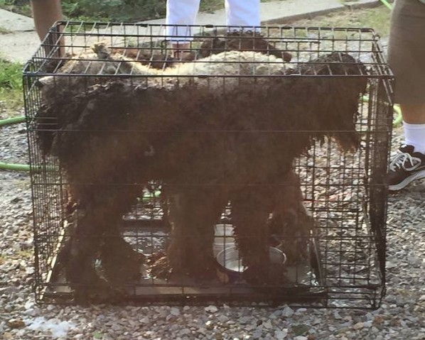three poodles survive Illinois house explosion