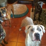 Rescued Pit Bulls Save 3-Year-Old Girl from Bear
