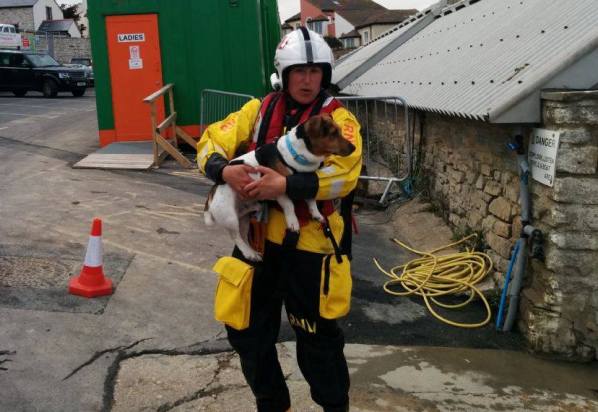 spott jack russell terrier runs off cliff
