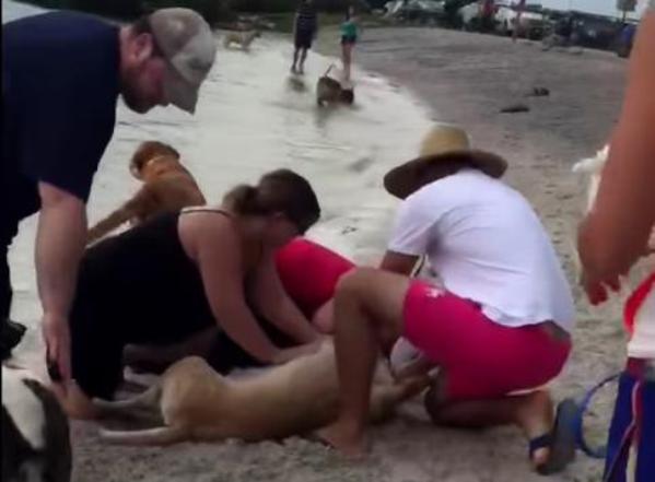strangers give dog cpr at tampa beach