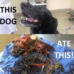 Vet Removes 62 Hair Bands, Undies and More from Lab’s Stomach