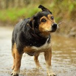 Why Wet Dogs Are So Smelly [with Helpful Infographic]