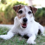 RIP Uggie, Scene-Stealing Star of ‘The Artist’