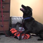 Electronics-Sniffing Black Lab Helped Bust Jared Fogle