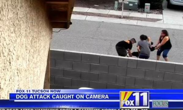 black lab attacks boy and pit bull