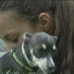 Burned Chihuahua Adopted by Family of Burn Survivor