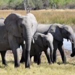 2 Ways Dogs Are Helping Save the Lives of Elephants