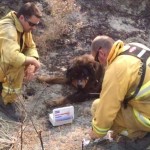 Firefighters Battling Northern California Wildfire Save Burned Dog