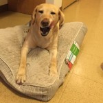 Guide Dog Calls 911 and Saves Blind Woman from House Fire