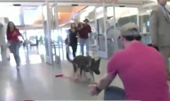 soldier reunited with bomb-sniffing dog