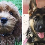 Two Cancer-Sniffing Dogs to Join UC Davis Medical Staff